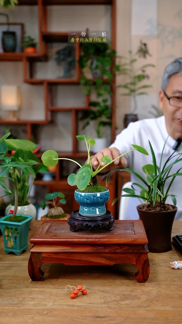 不开花植物学*悦镜面草064