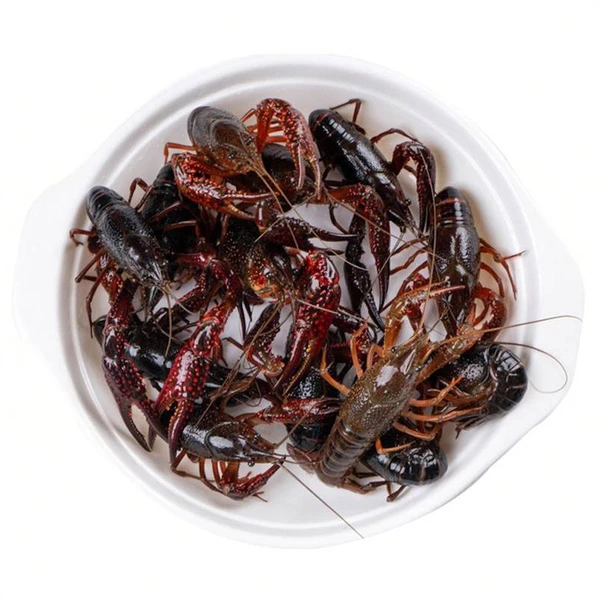 鲜活小龙虾（中号） 480-500g/份小龙虾制品小龙虾制品小龙虾制品