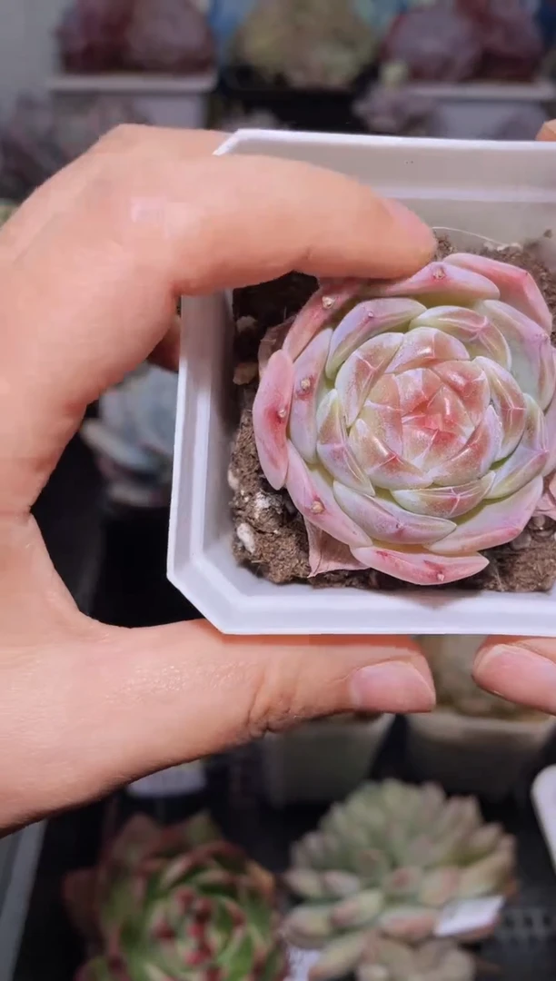 【闪购商品】168圆叶钻石珍妮多肉