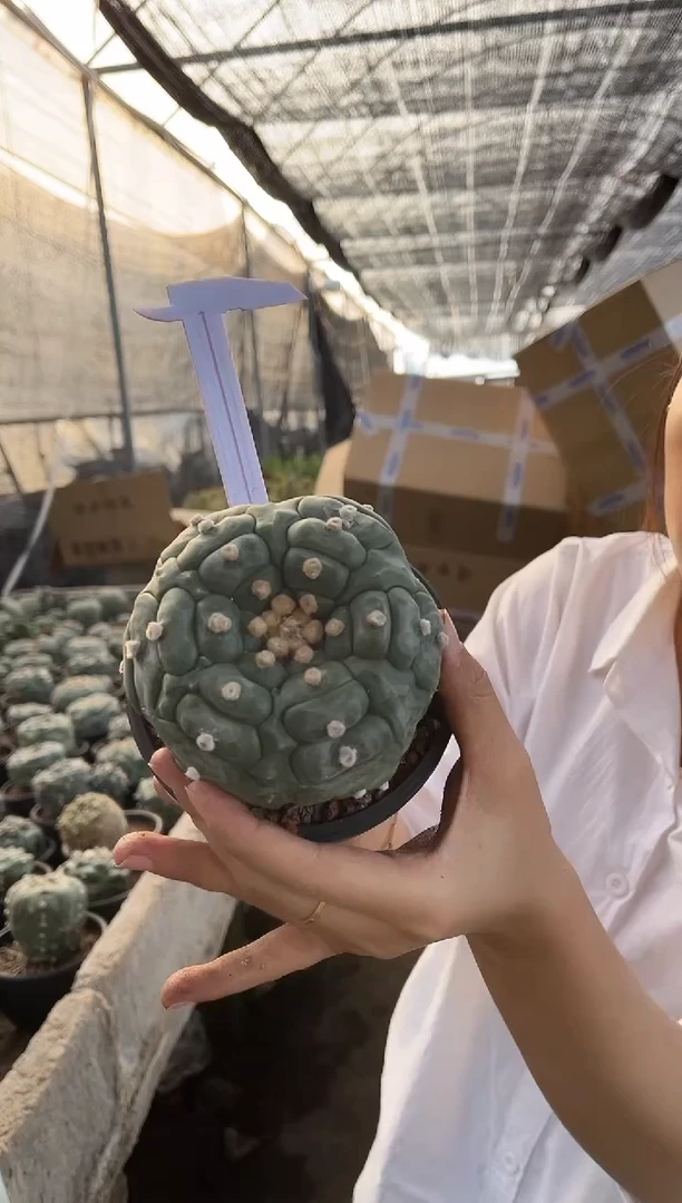 一物一拍13号兜