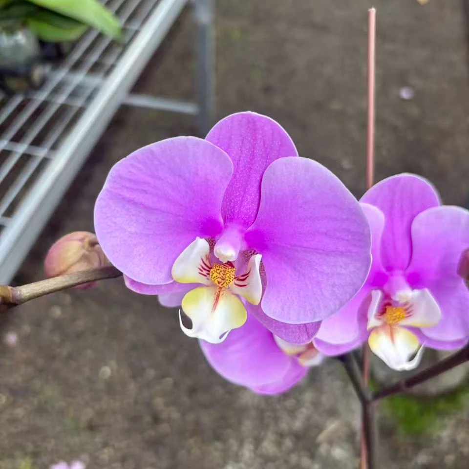 【赛冰冰】蝴蝶兰室内养殖盆栽