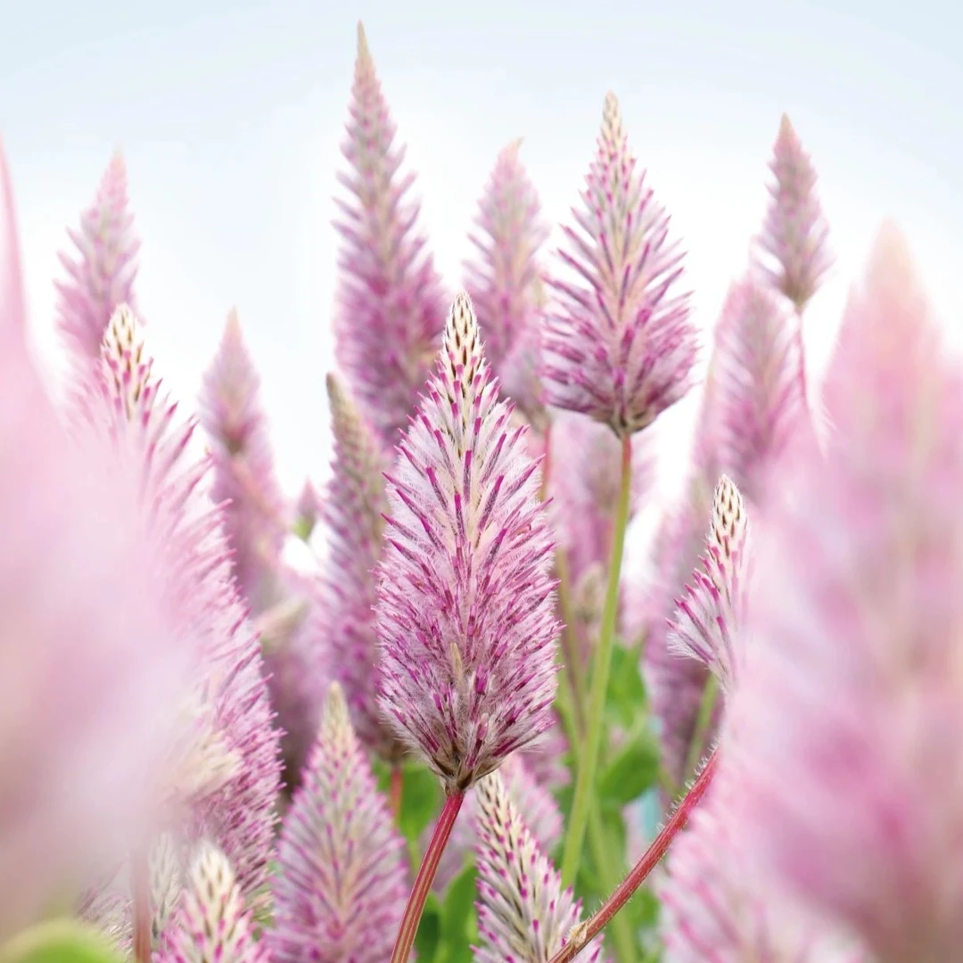 虹越 |澳洲狐尾盆栽苗花园小精灵绒毛茸茸观赏价值高