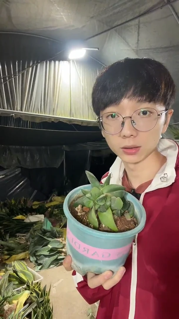 卧牛带盆土29.8.