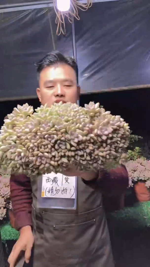 238淡雪缀化一物一拍