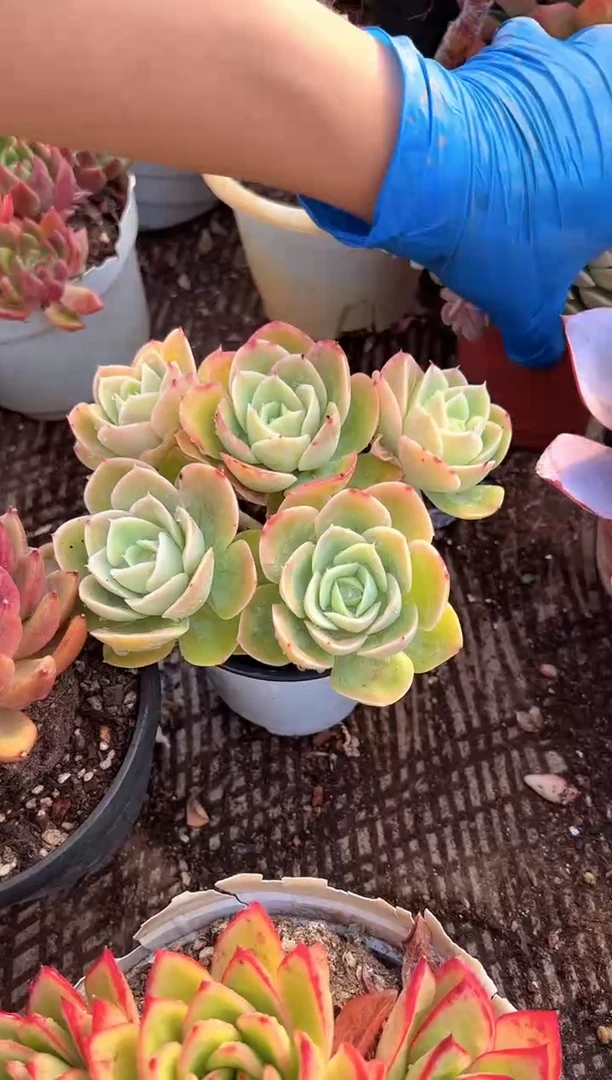 @*遇多肉植物一物一拍01306