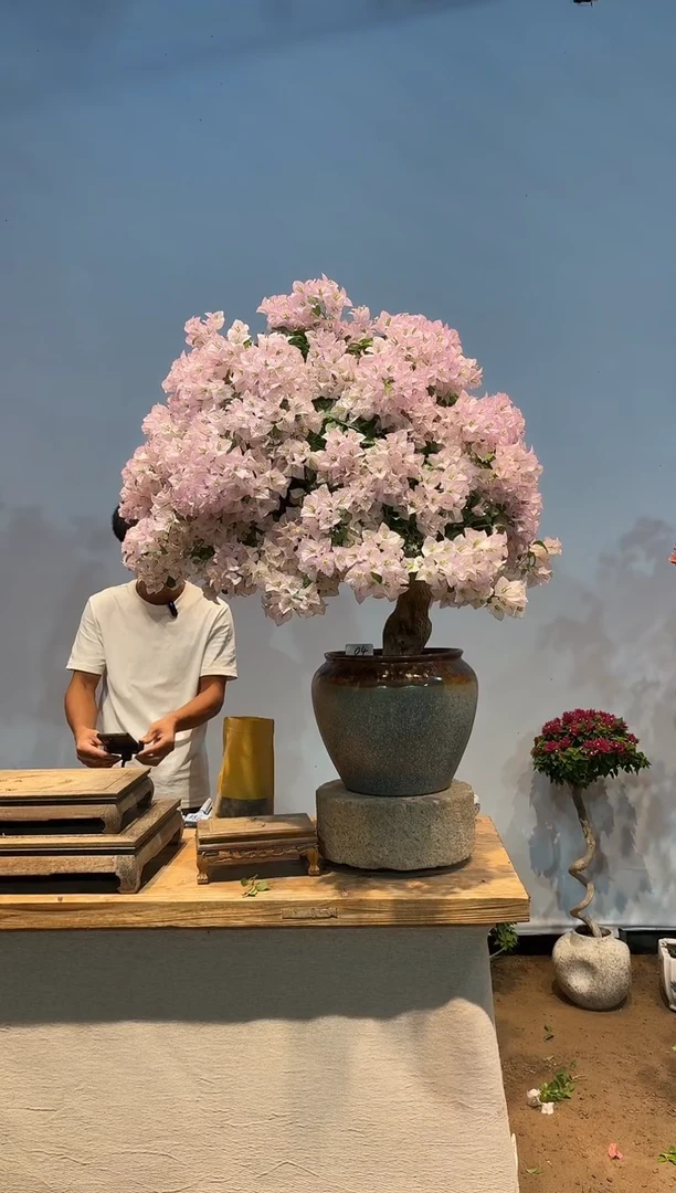 无花朵aa三角梅专场一物一拍04