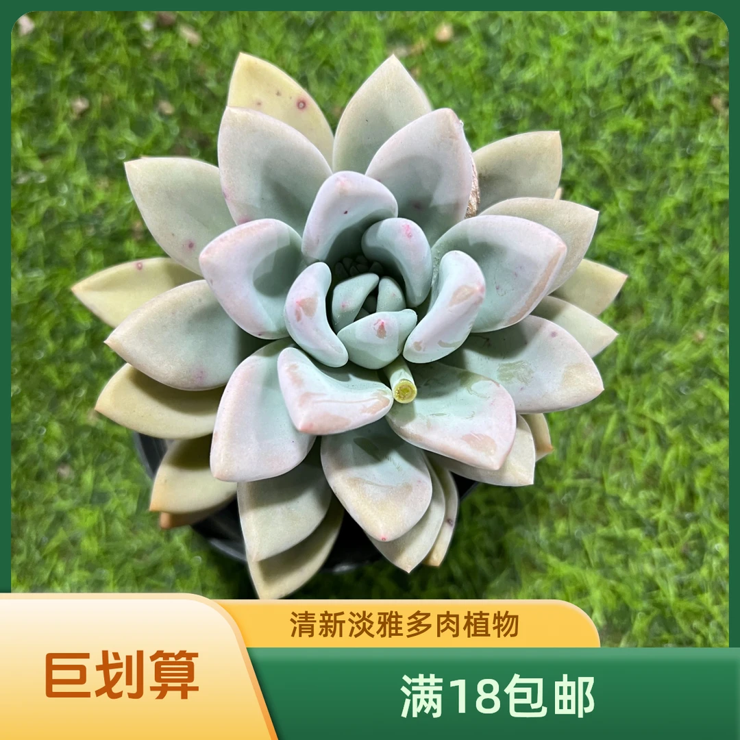 奥普琳娜多肉 【满18包邮】以直播间展示为准 新手好养