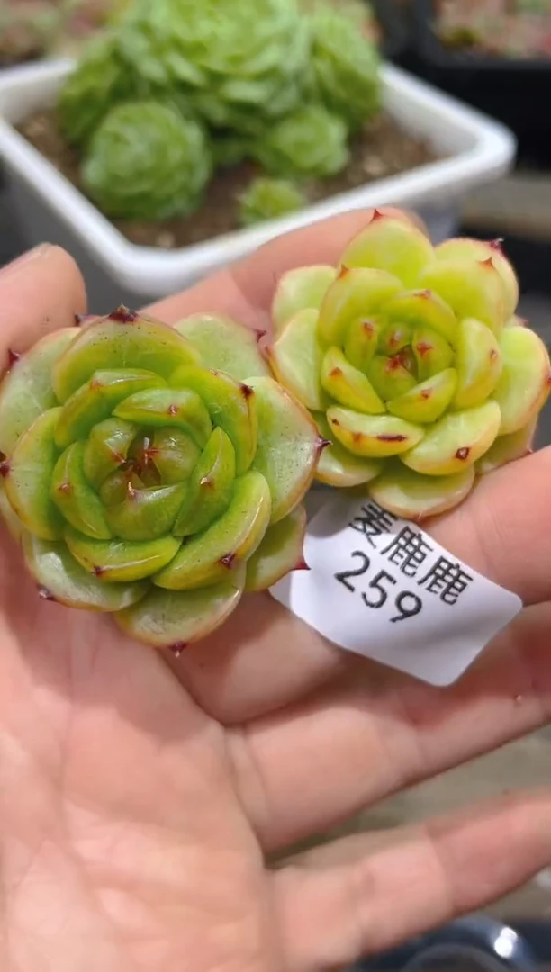 259凝月     量拍2颗