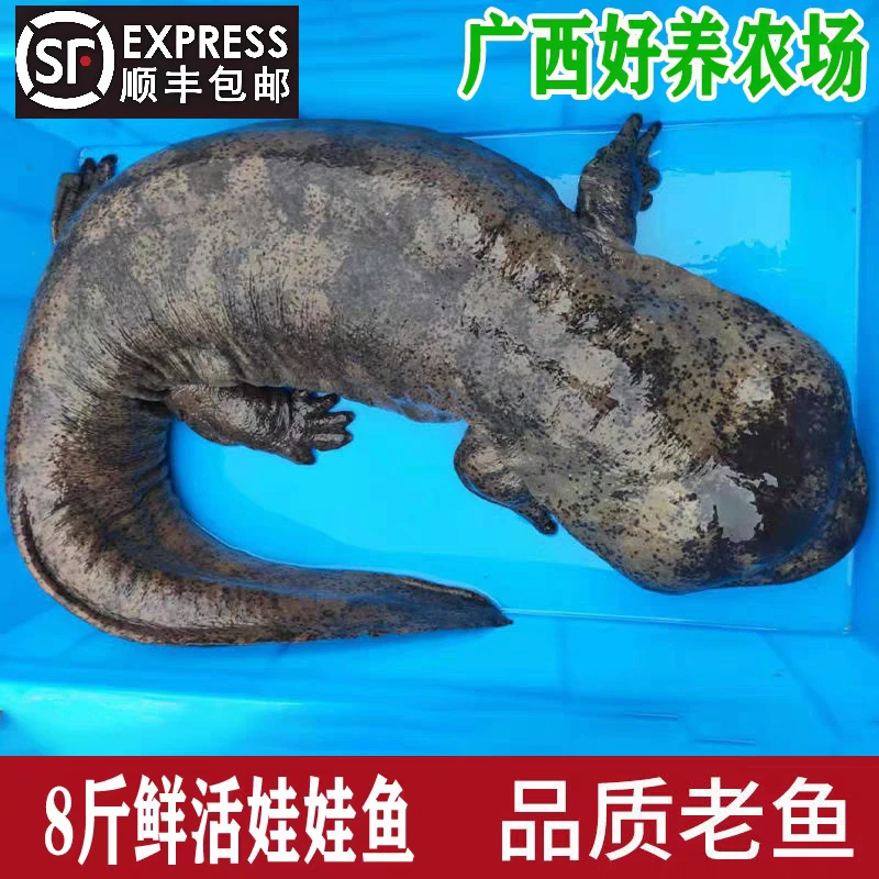 8斤一条娃娃鱼鲜活食用活体大鲵鱼生态养殖水产海鲜活物顺丰包邮