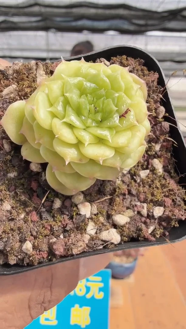 东云多肉园二店-266