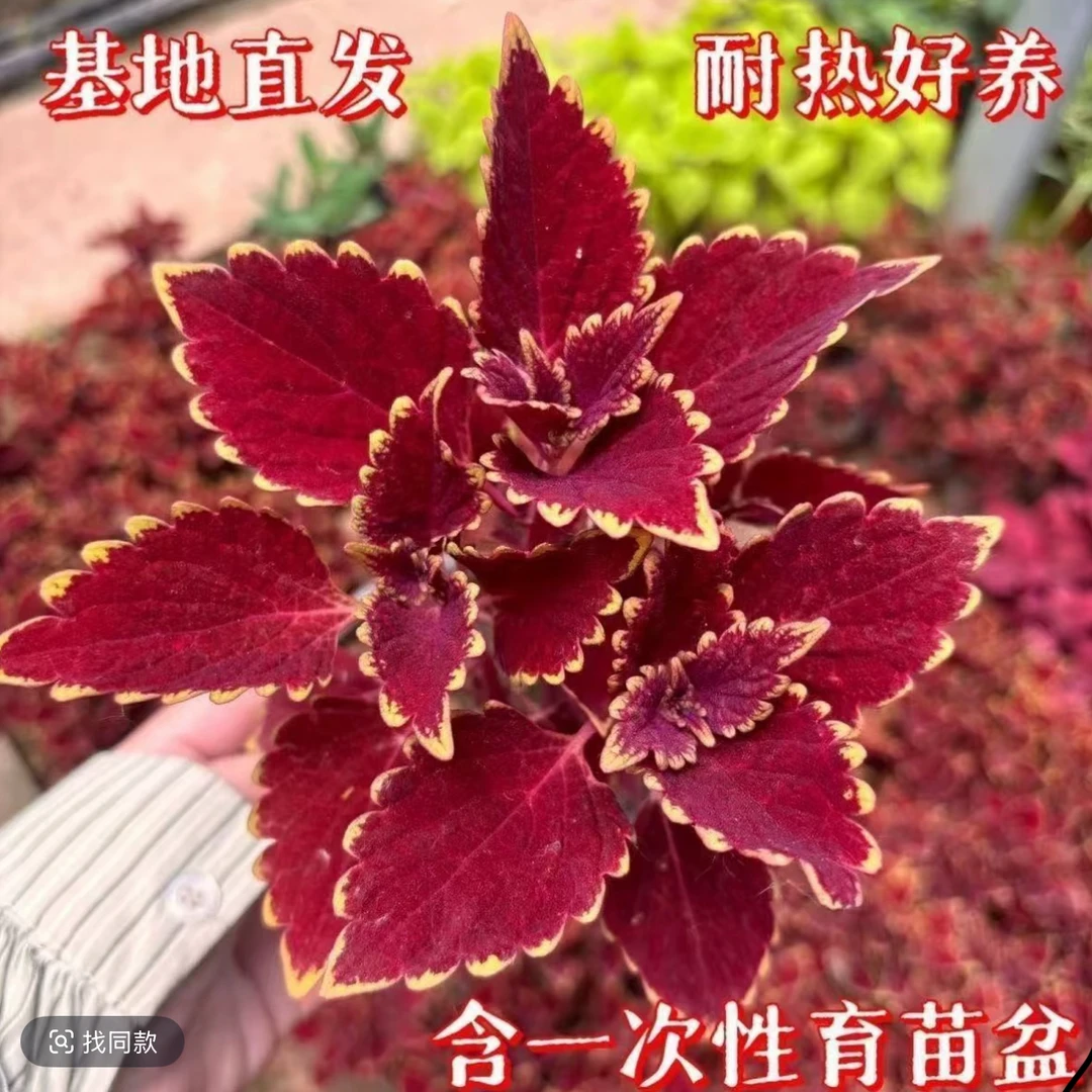 彩叶草盆栽花卉五彩苏观叶植物阳台庭院室内四季常红开花好养绿植