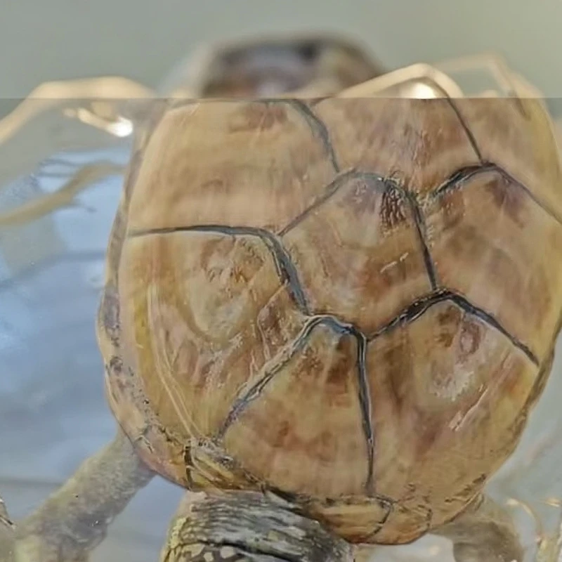 直播选龟链接头盔剃刀麝香龟苗