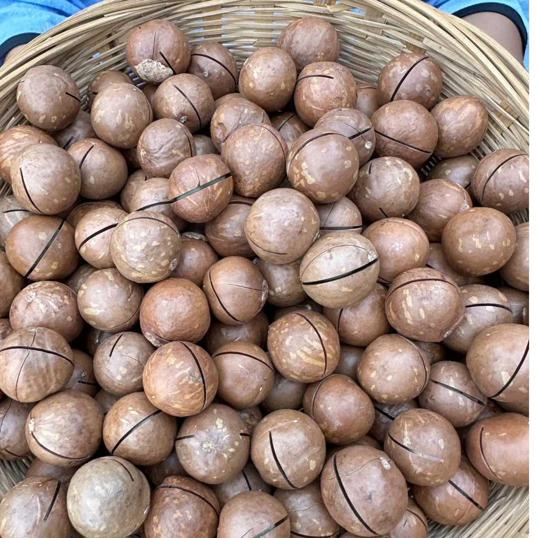 【阿黎特产】-2025年云南临沧夏威夷果特大果原味（直径26mm及以上）
