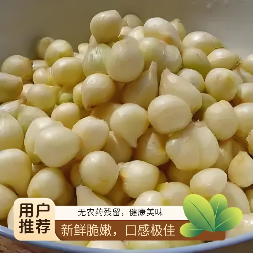 恩施高山种植苦葱果