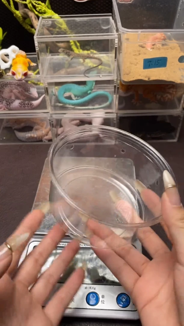 肥尾守宫鳞与尾 Scale Tail 爬宠F7