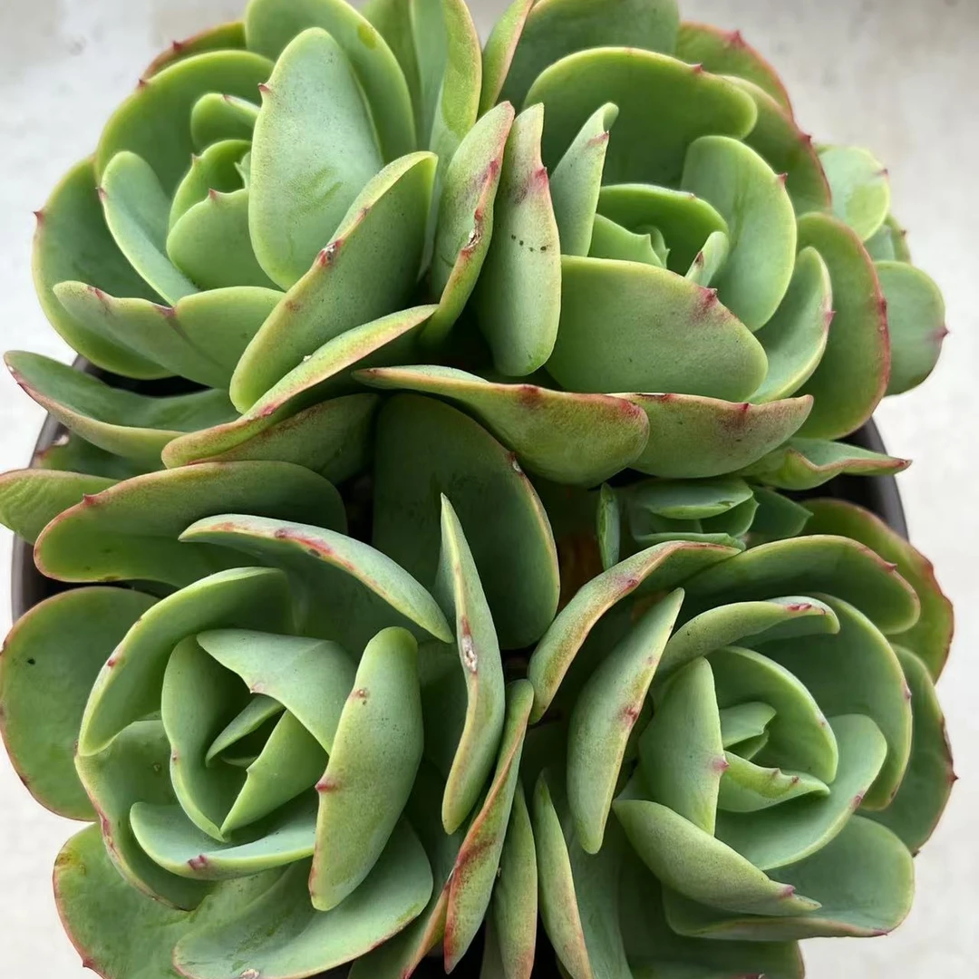 碧桃有砍四头起　多肉植物满两单包邮