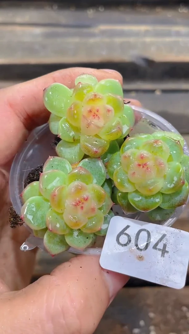 604觅青       量拍3颗