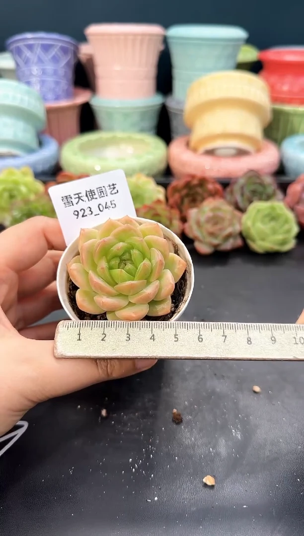 923-045青山（冠幅5cm）