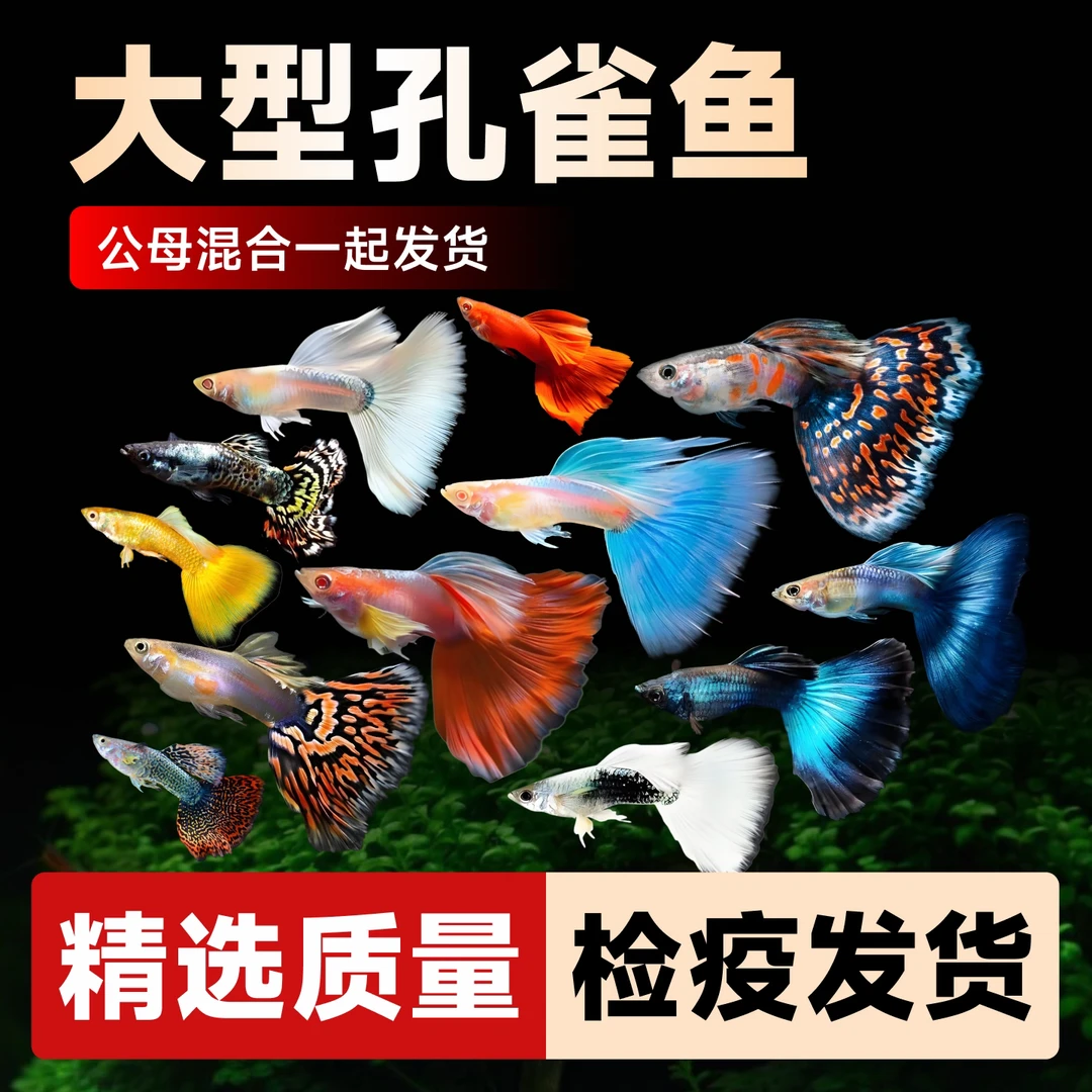 【新手开播福利】8条+2条备损鱼纯种孔雀鱼淡水易繁殖小型热带鱼