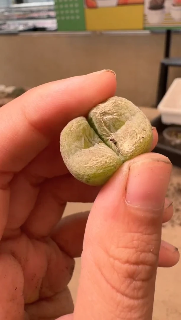多肉植物肉锥4-263