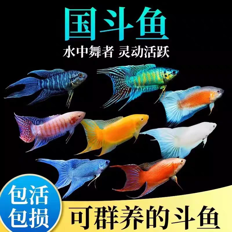 中国斗鱼小型冷水观赏鱼对图鱼苗