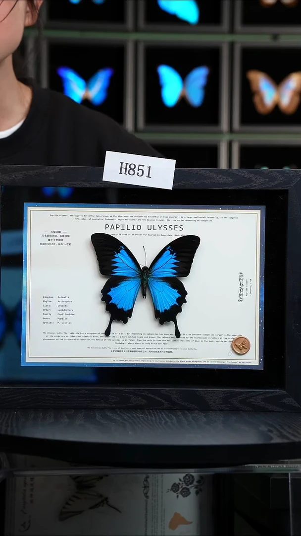 微瑕蝴蝶标本摆件一口价H821