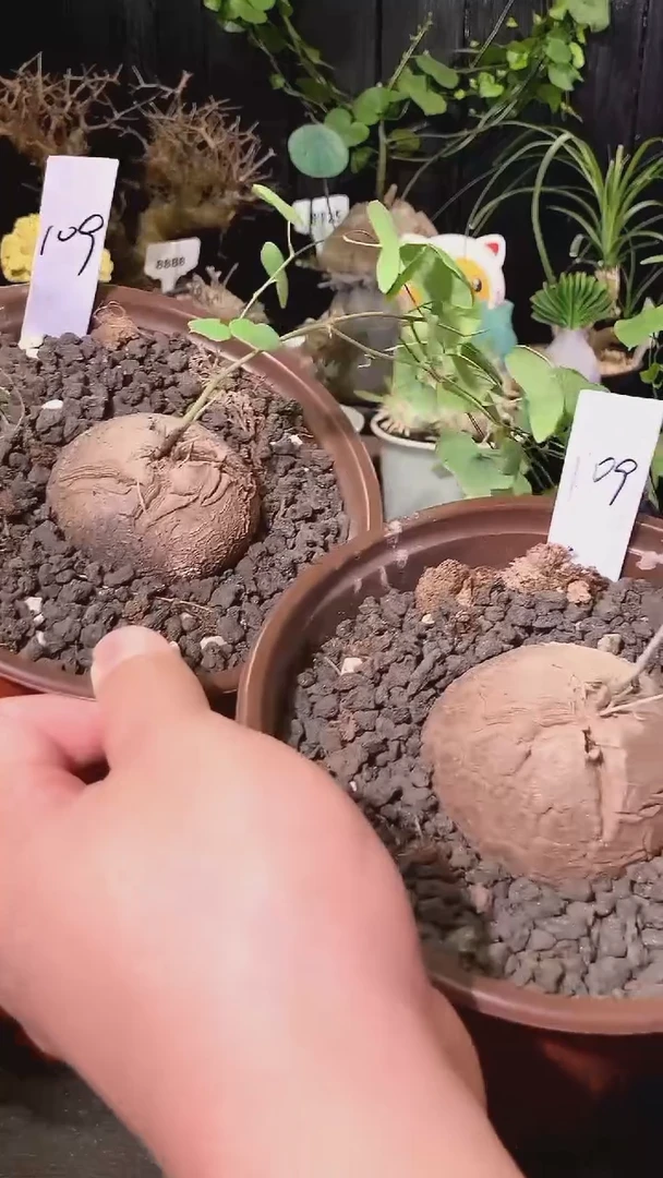 109号1104福利特价南非龟甲龙套餐