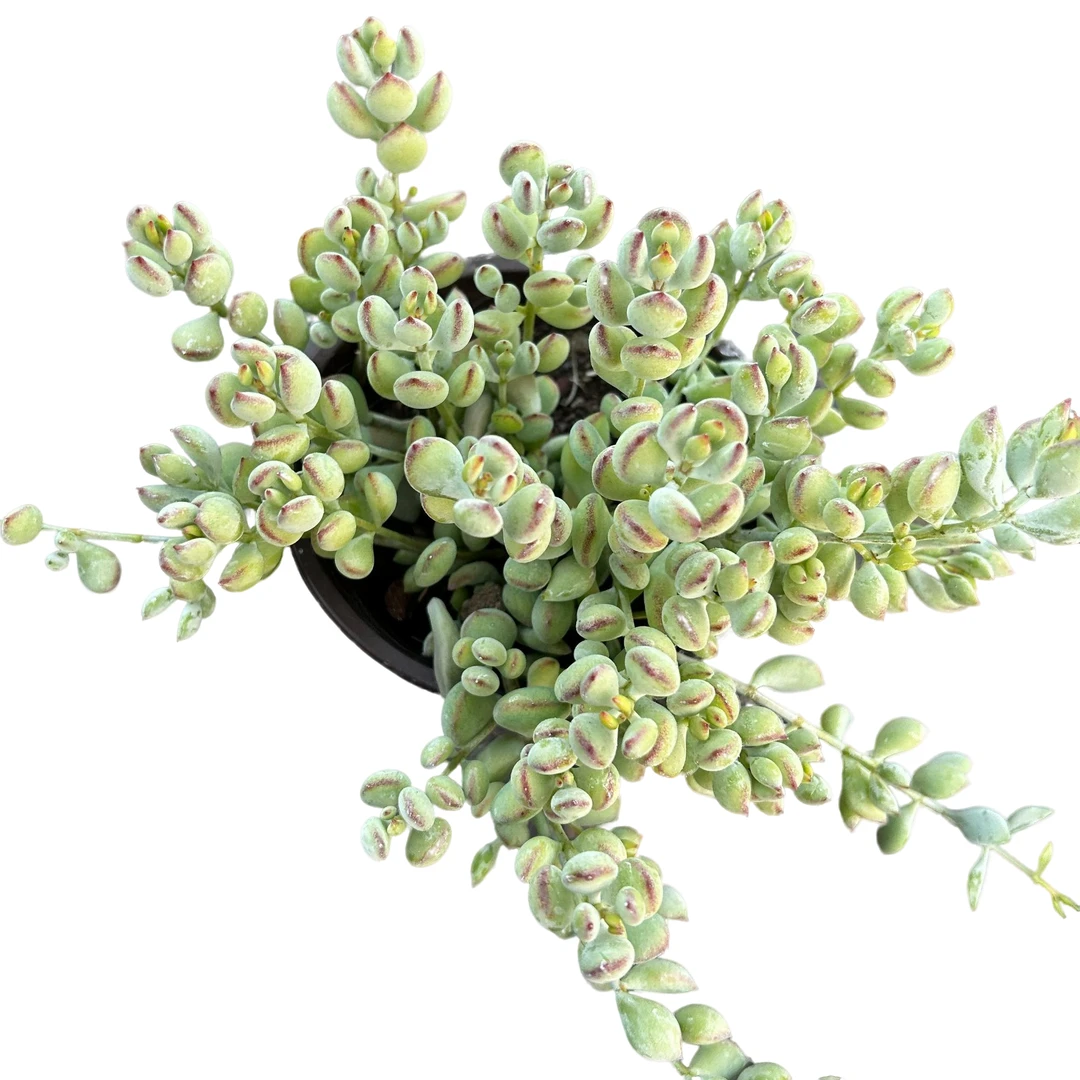 达摩福娘带盆土 多肉植物室内绿植净化空气