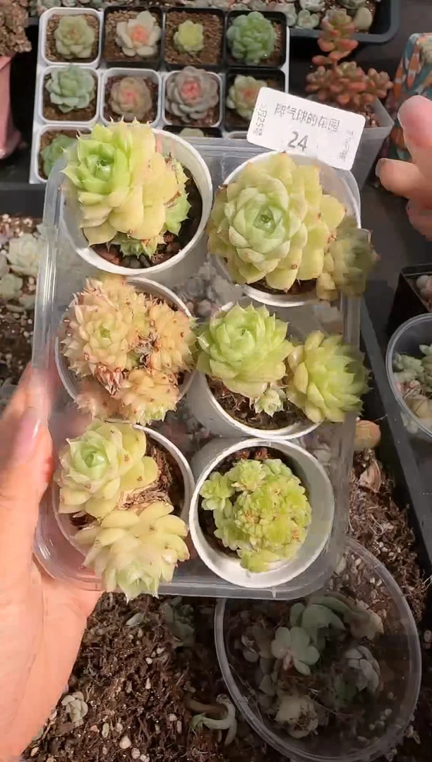 0525-24麦秆六颗一组