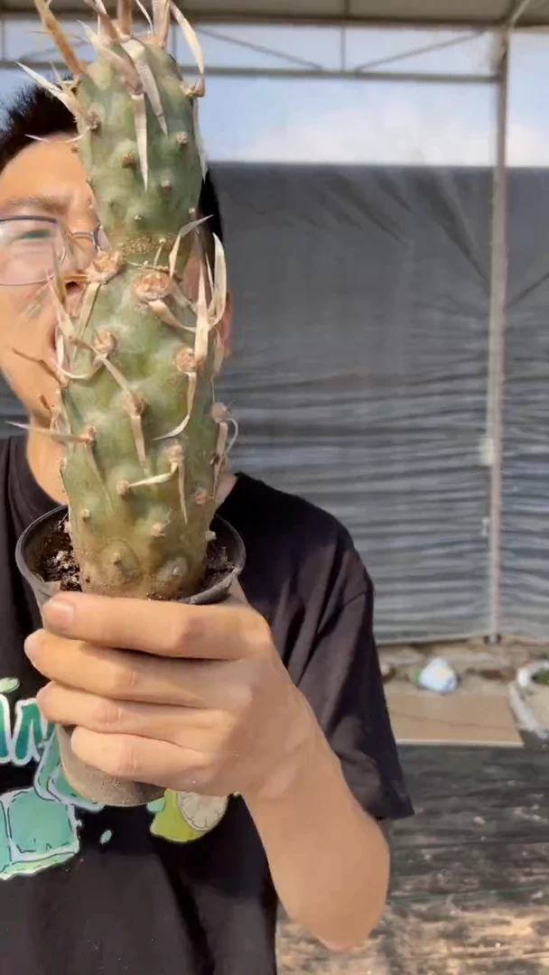 大号 武藏野【带根】