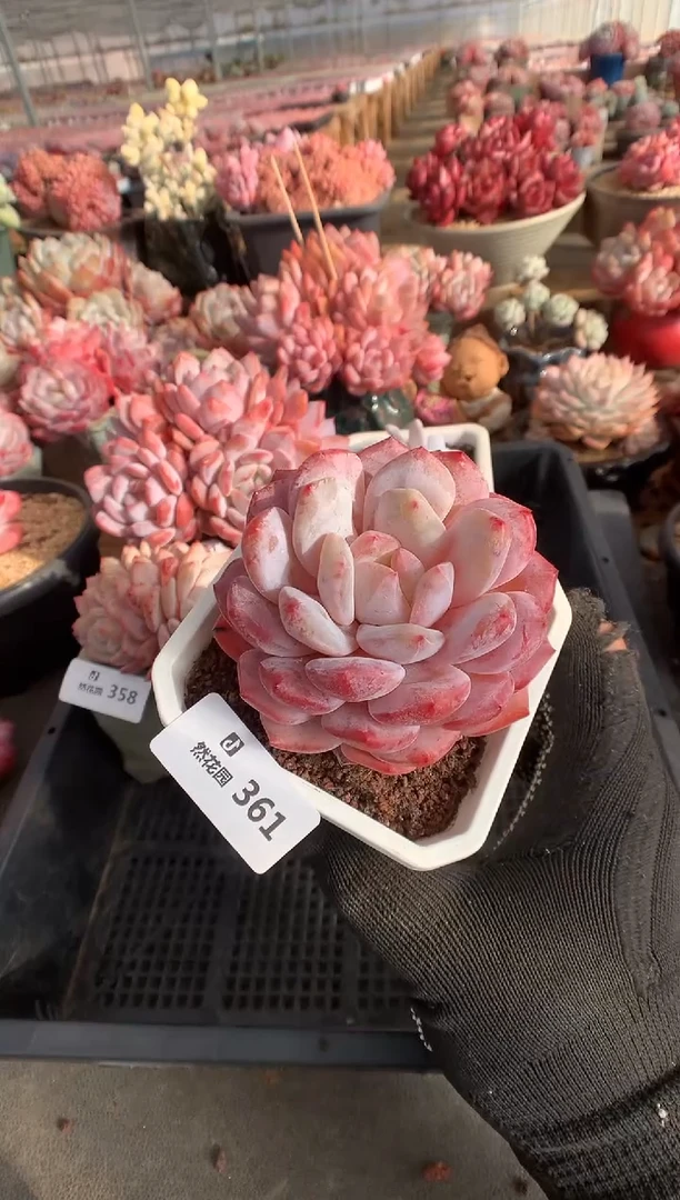 361糖心雪天使多肉植物一物一拍