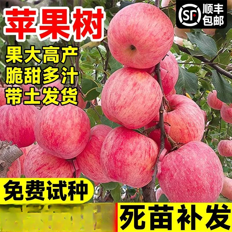 2年苗买一送一苹果树苗嫁接红富士糖心苹果树苗盆地栽南北方种植