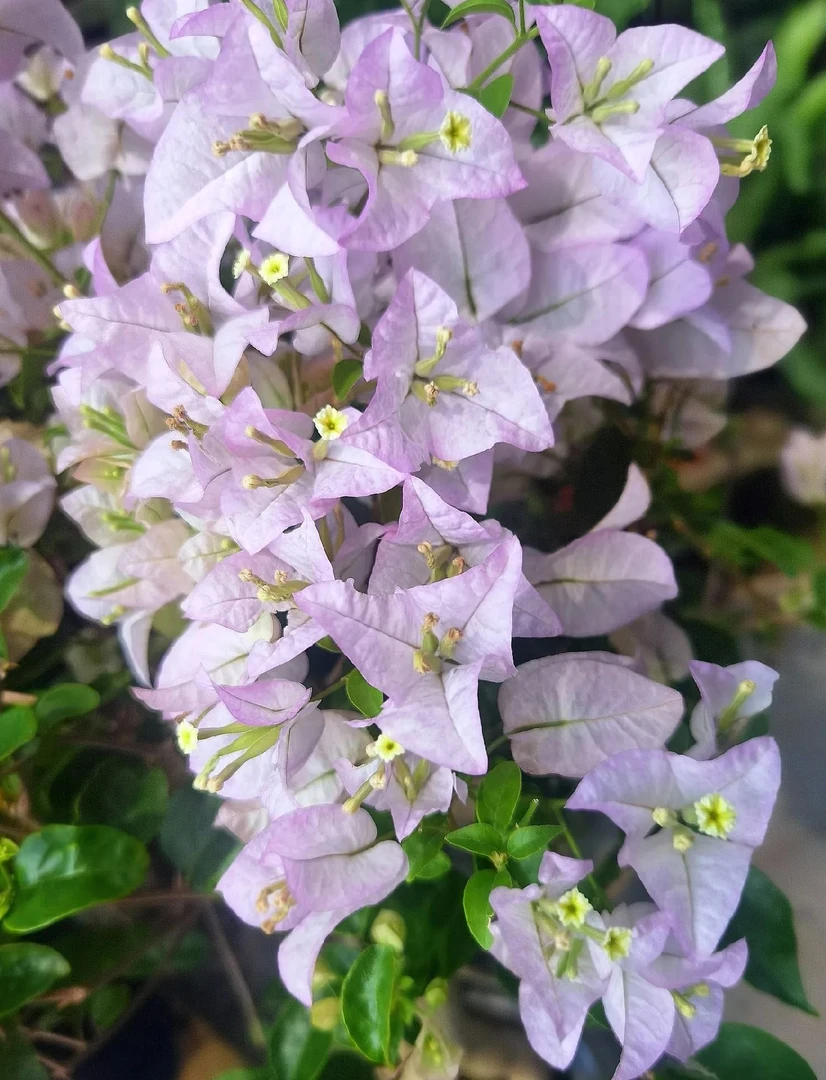 【丽娜】三角梅好养易开花适合阳台庭院的爬藤盆栽