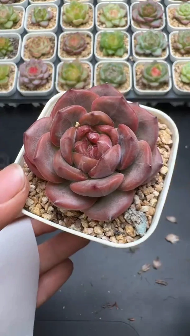 561E云禹多肉植物 带盆土纸巾打包 3颗包邮