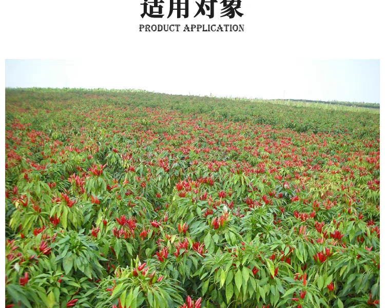 辣椒豇豆冬瓜红薯药材蓟马飞虱蚜虫叶面肥组合方案