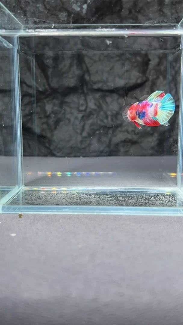 斗鱼竞拍链接S103