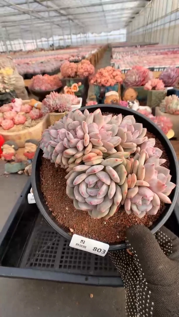 【闪购商品】803一物一拍