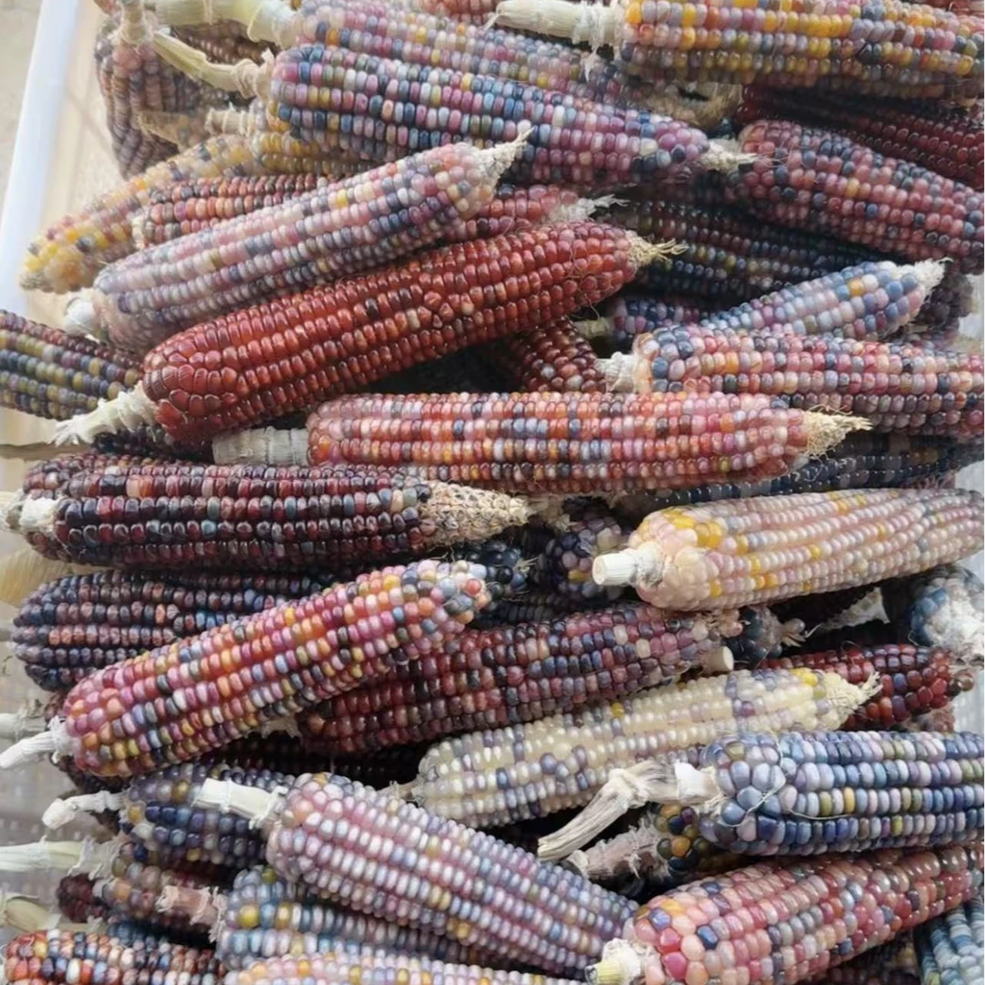 直播间一物一拍（文玩玉米，七彩玉米，宝石玉米车载挂件）