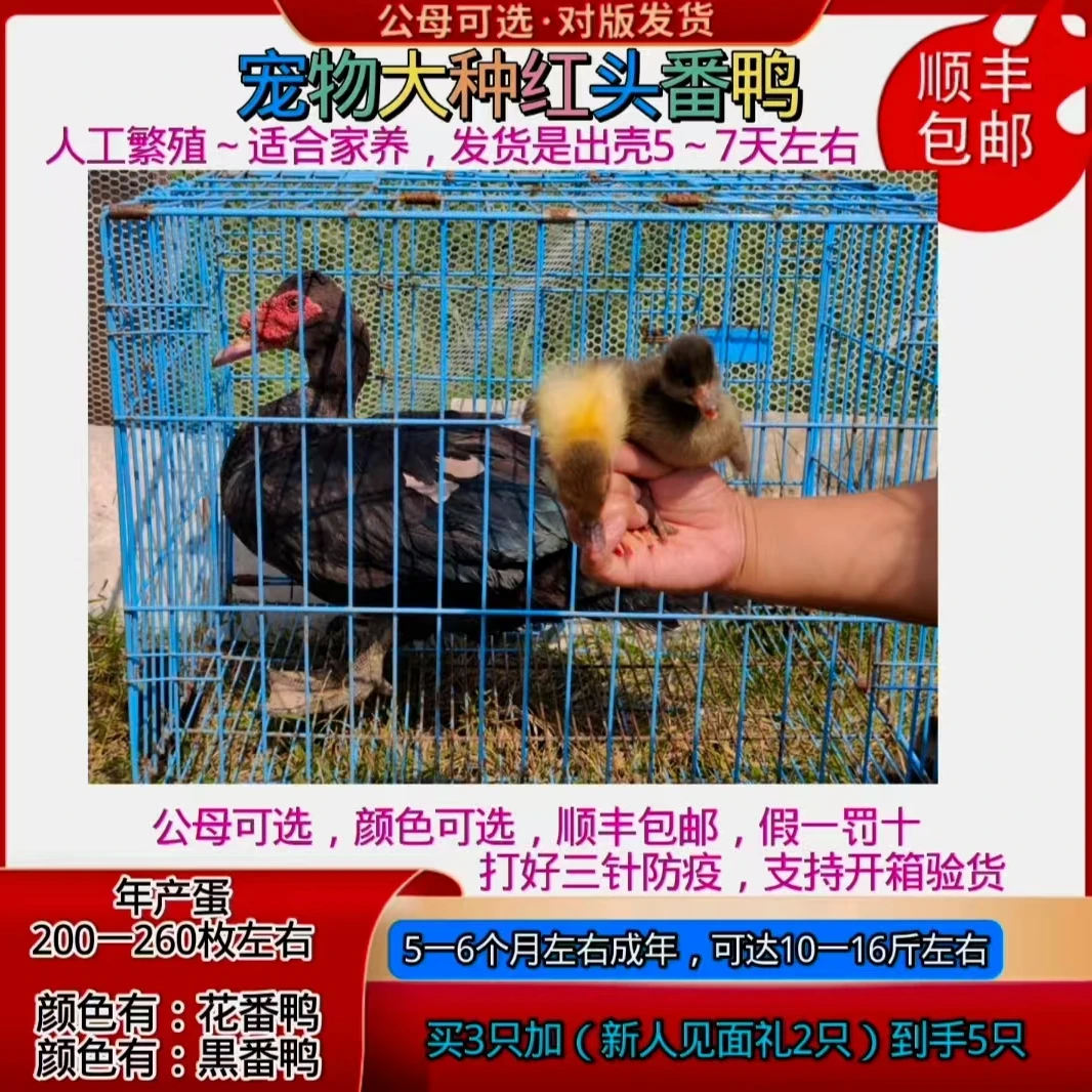宠物红头番鸭宠物柯尔鸭发货是出壳5至7天左右公母可选顺丰包邮