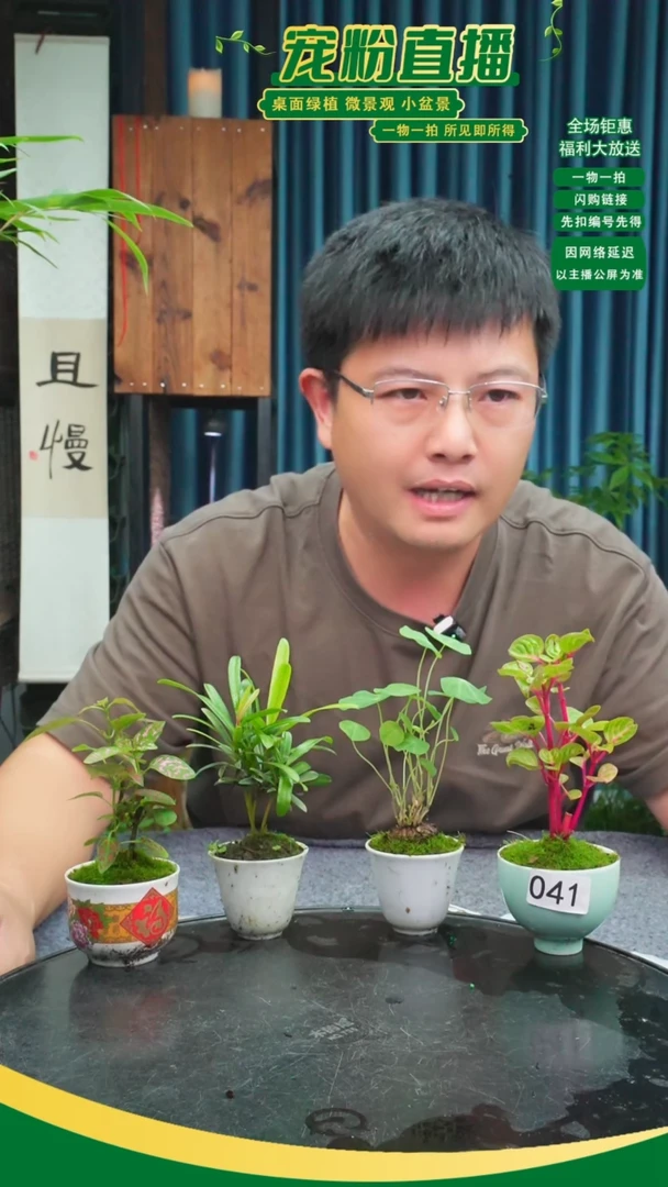 无花朵自*苔藓微景观041号