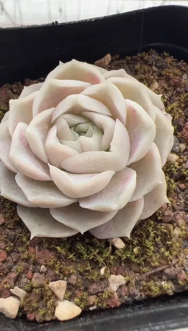 【闪购商品】新款多肉-182