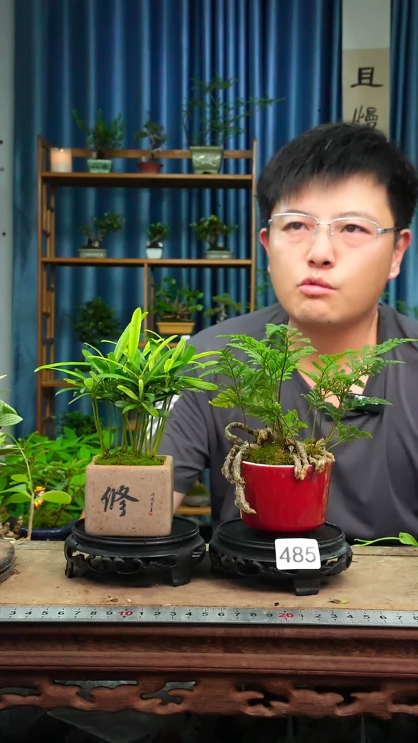 无花朵苔藓微景观485号
