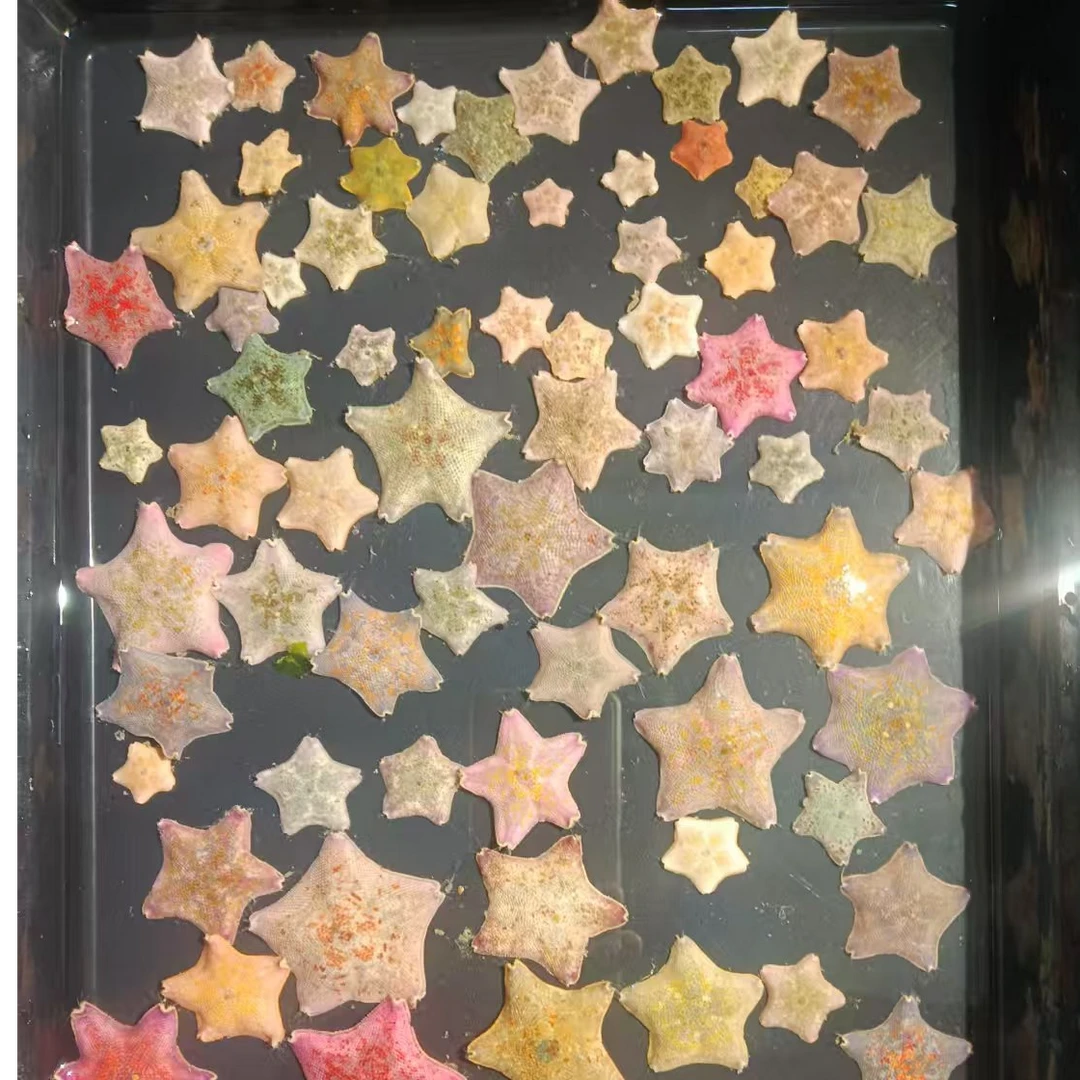 海燕海星随机款式满10发货，不满不发，偏远不发，新疆西藏不发