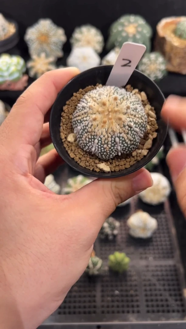 海星奇迹实生编码2