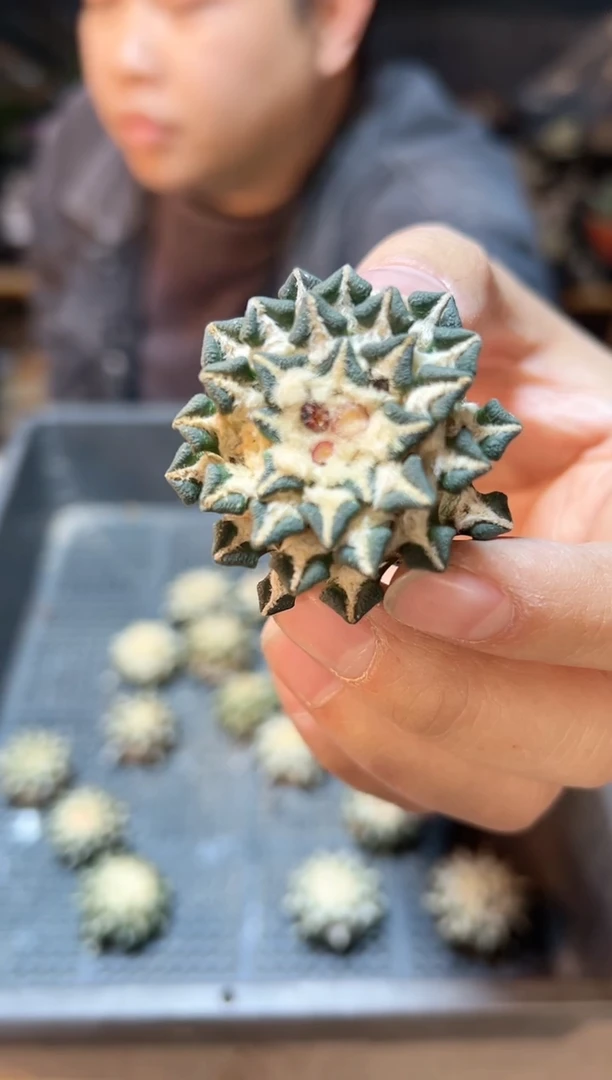 【闪购商品】福利黑牡丹无根3.5公分