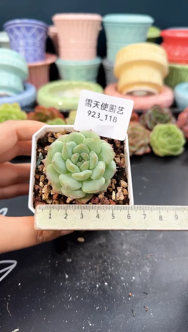 923-118青山（冠幅5cm）