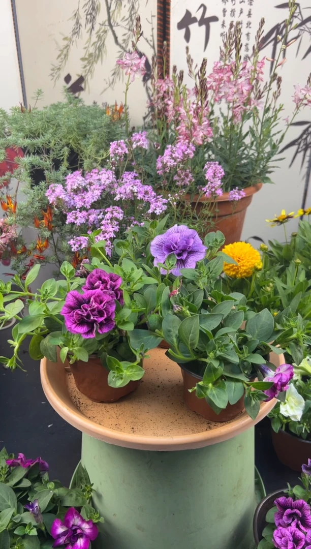 当前无花栽培后可以开花三盆 小苗 （尼克拉+紫罗兰+苏糖梅芯）