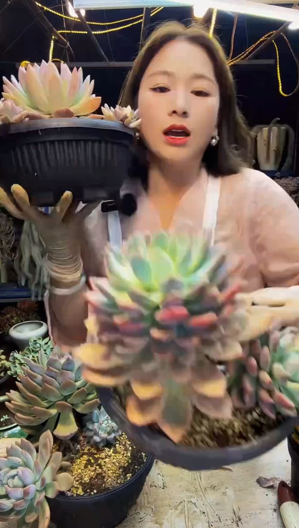 奥橙老桩脱土包邮