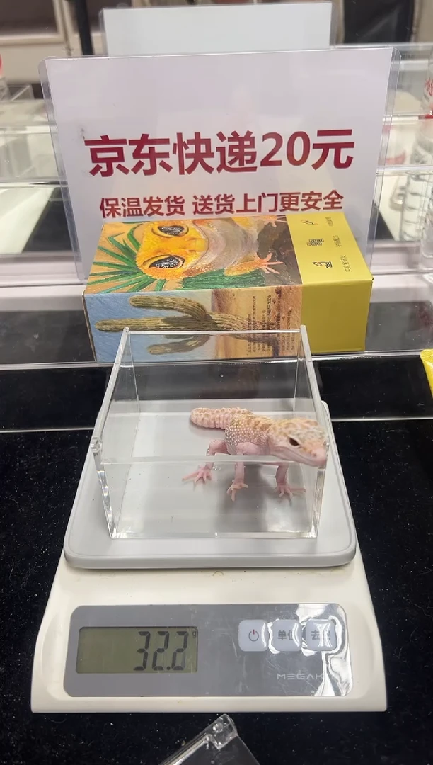 豹纹守宫060豹纹守宫