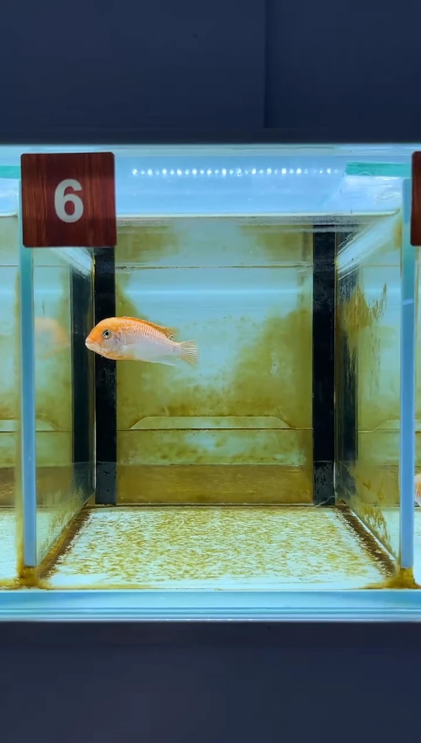 海水鱼三湖慈鲷人工